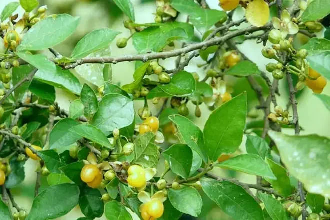 Hàng duối đầu ngõ và những quả vàng trong ký ức