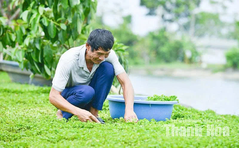 Rau má quê nhà và khát vọng vươn xa
