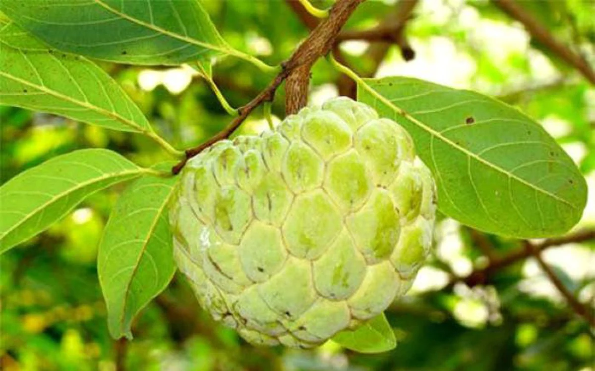 Những con mắt mùa thu