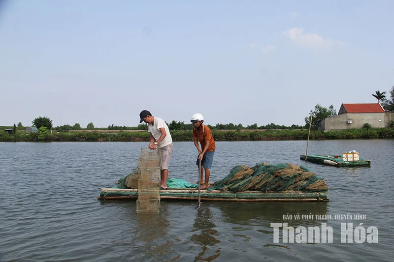 Để con tôm trở thành sinh kế bền vững