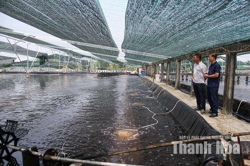 Để con tôm trở thành sinh kế bền vững