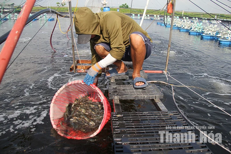 Để con tôm trở thành sinh kế bền vững