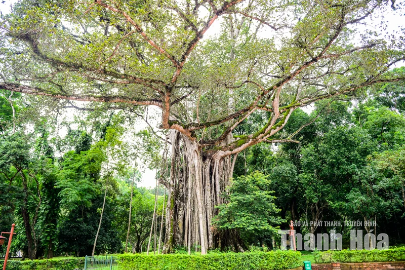 Cây đa - thị hơn 300 tuổi và mối lương duyên” kỳ lạ ở Lam Kinh