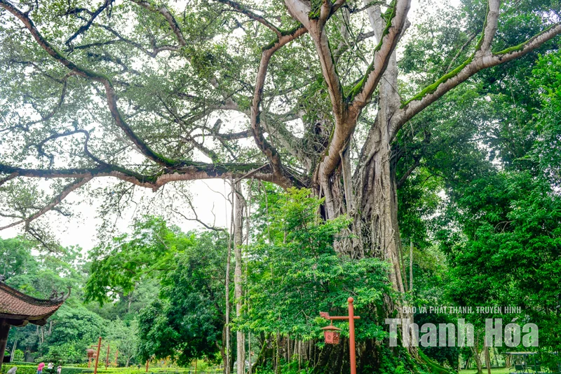 Cây đa - thị hơn 300 tuổi và mối lương duyên” kỳ lạ ở Lam Kinh