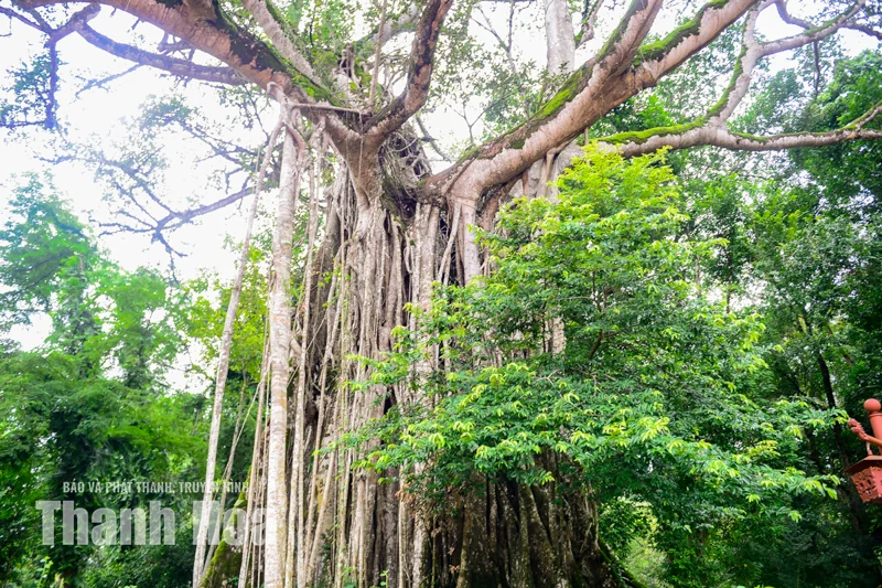 Cây đa - thị hơn 300 tuổi và mối lương duyên” kỳ lạ ở Lam Kinh