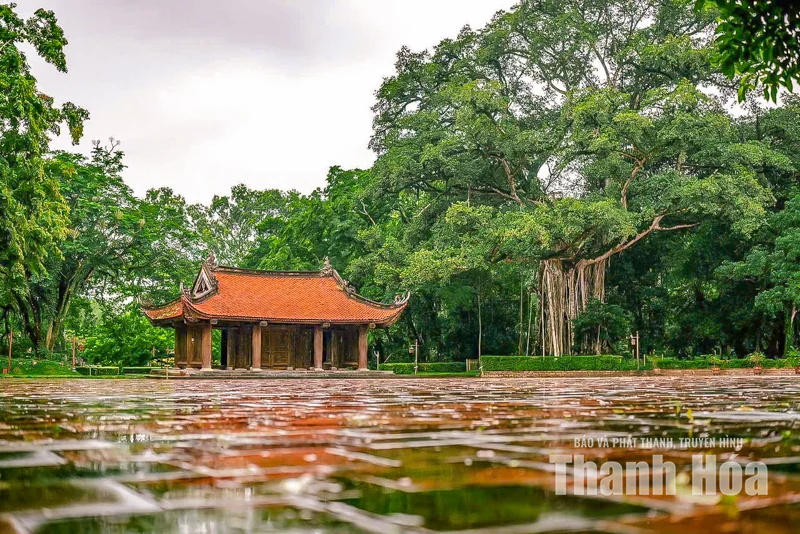 Cây đa - thị hơn 300 tuổi và mối lương duyên” kỳ lạ ở Lam Kinh