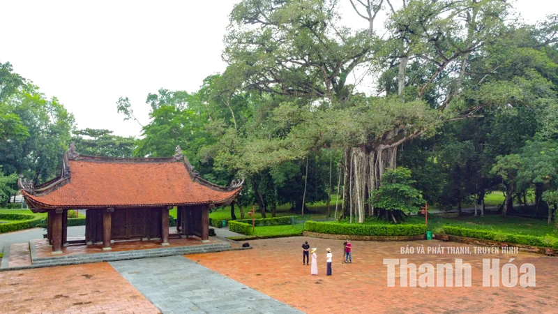 Cây đa - thị hơn 300 tuổi và mối lương duyên” kỳ lạ ở Lam Kinh