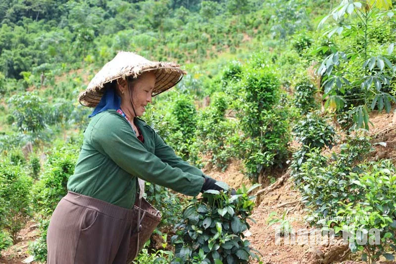 Chè tán ma trên đất Trung Xuân