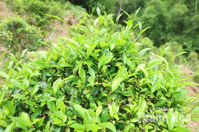 Chè tán ma trên đất Trung Xuân