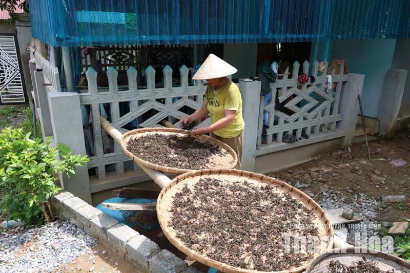 Chè tán ma trên đất Trung Xuân