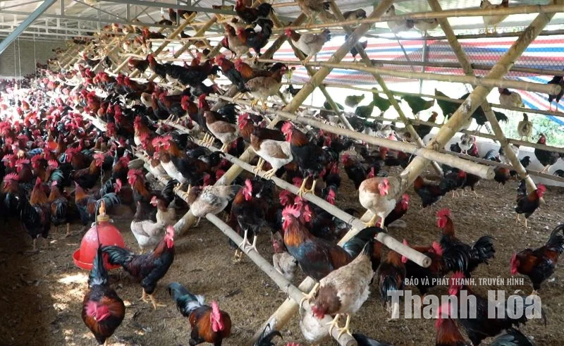 Nguồn vốn chính sách tiếp sức phụ nữ miền núi làm kinh tế