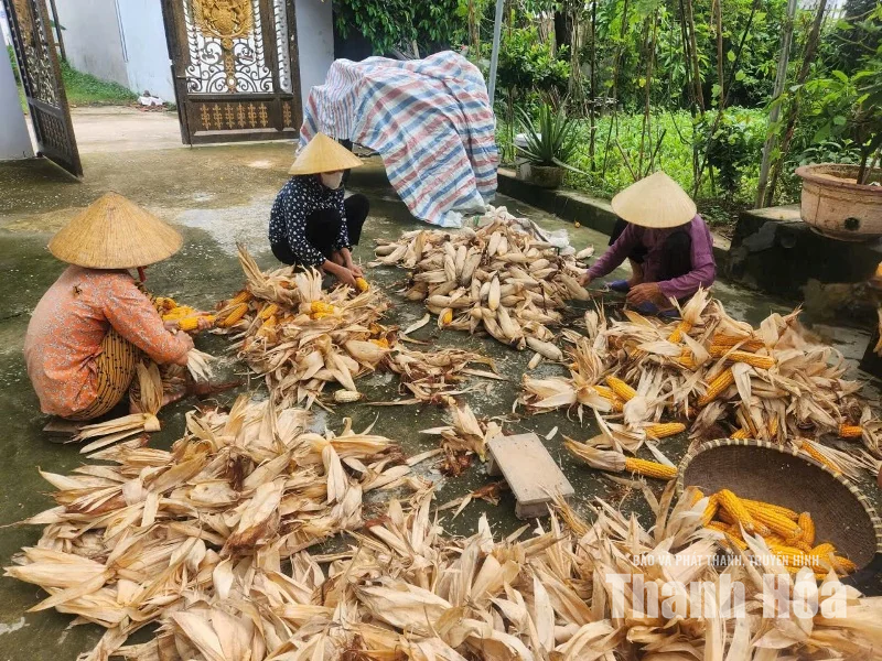 Bãi bồi và những mùa thương nhớ