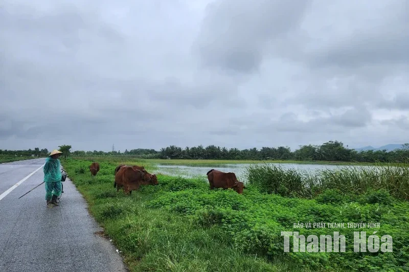 Bãi bồi và những mùa thương nhớ