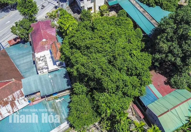 Ấn tượng cây thị 700 năm tuổi 