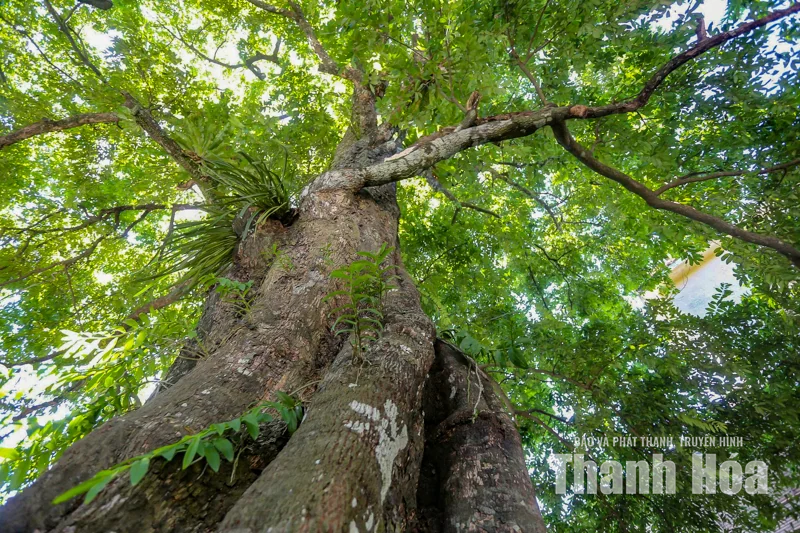 Ấn tượng cây thị 700 năm tuổi 