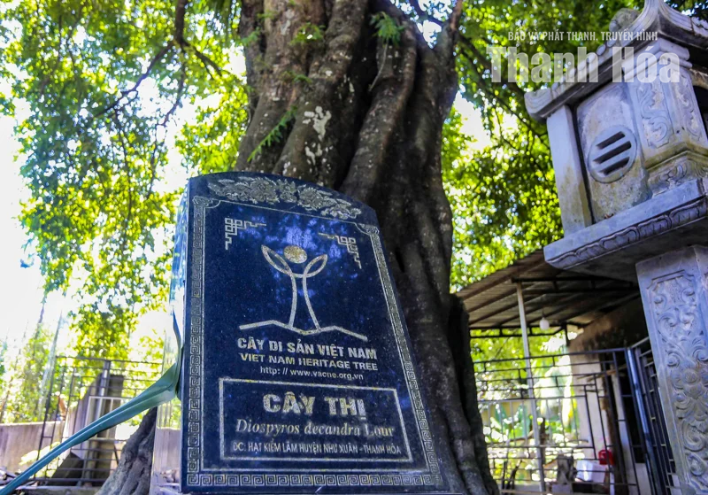 Ấn tượng cây thị 700 năm tuổi 