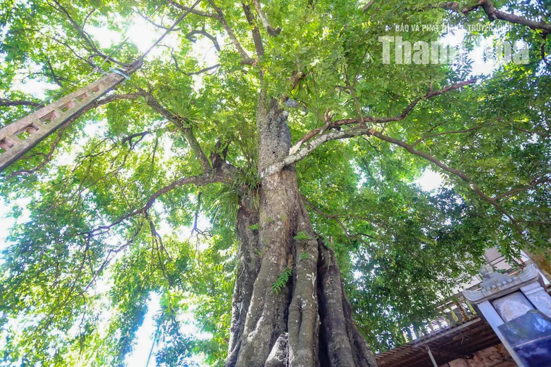 Ấn tượng cây thị 700 năm tuổi 