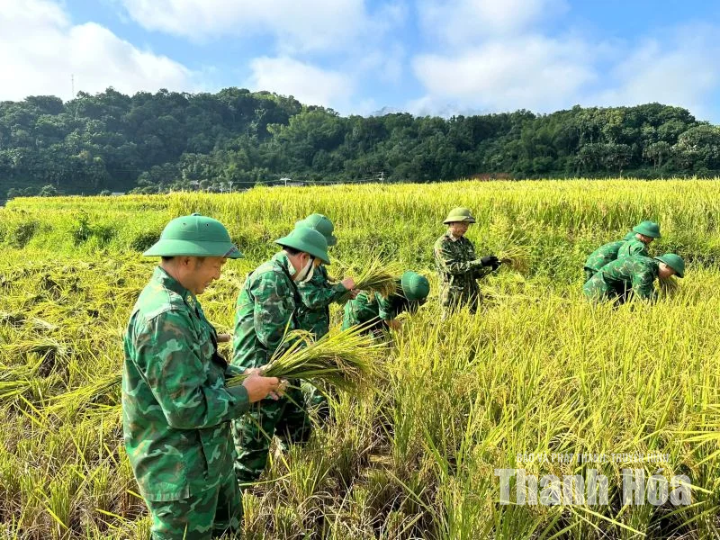 Màu xanh áo lính nơi mùa vàng Mường Mìn