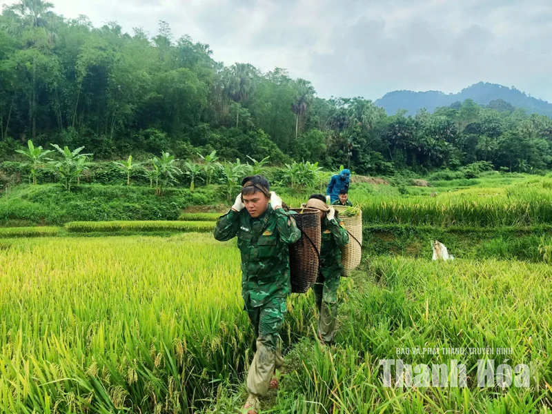 Màu xanh áo lính nơi mùa vàng Mường Mìn