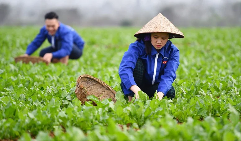 Cơ chế phát triển sản xuất liên kết theo chuỗi giá trị