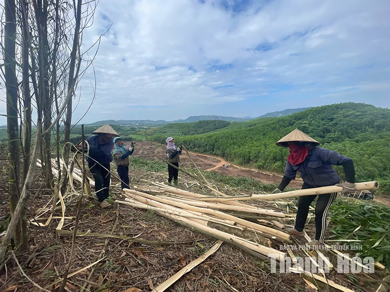 Gieo sinh kế giữa đại ngàn