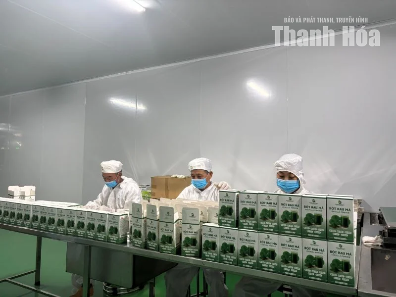 Rau má gây “thương nhớ” với những món ăn