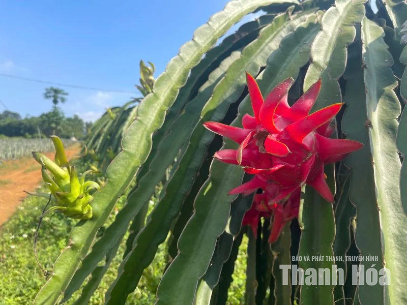 Trên đồng đất Yên Thịnh