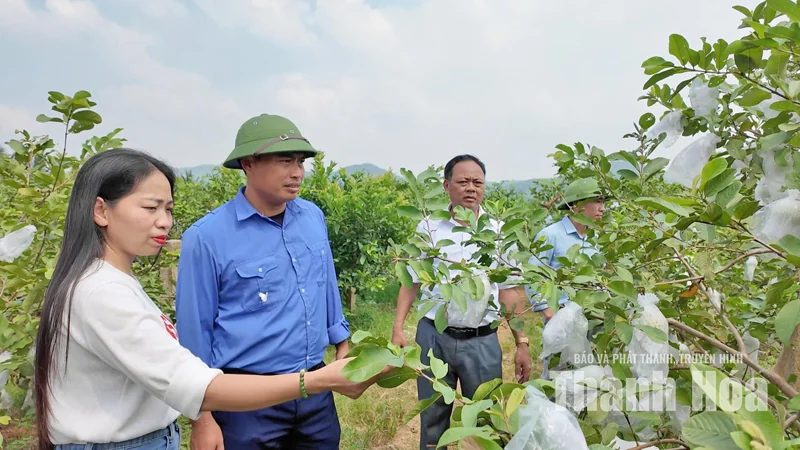 Trên đồng đất Yên Thịnh