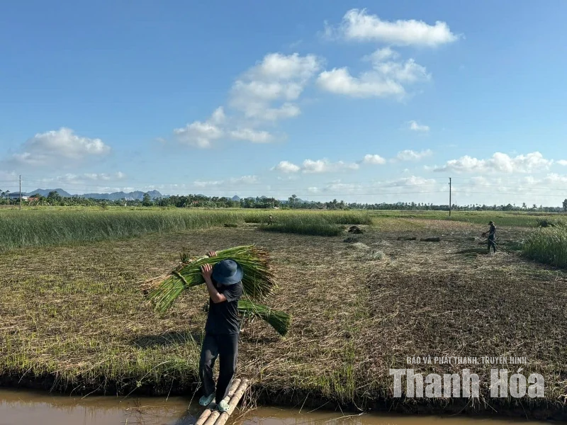 Chuyện giữ nghề của những người yêu cói