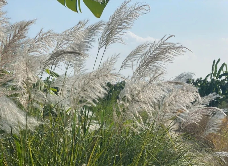 Trời trở heo may, miên man miền nhớ