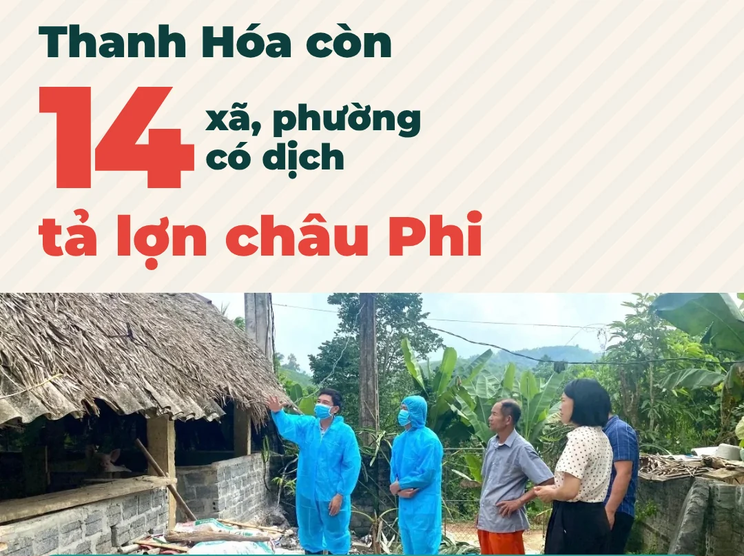 Thanh Hóa còn 14 xã, phường có dịch tả lợn châu Phi