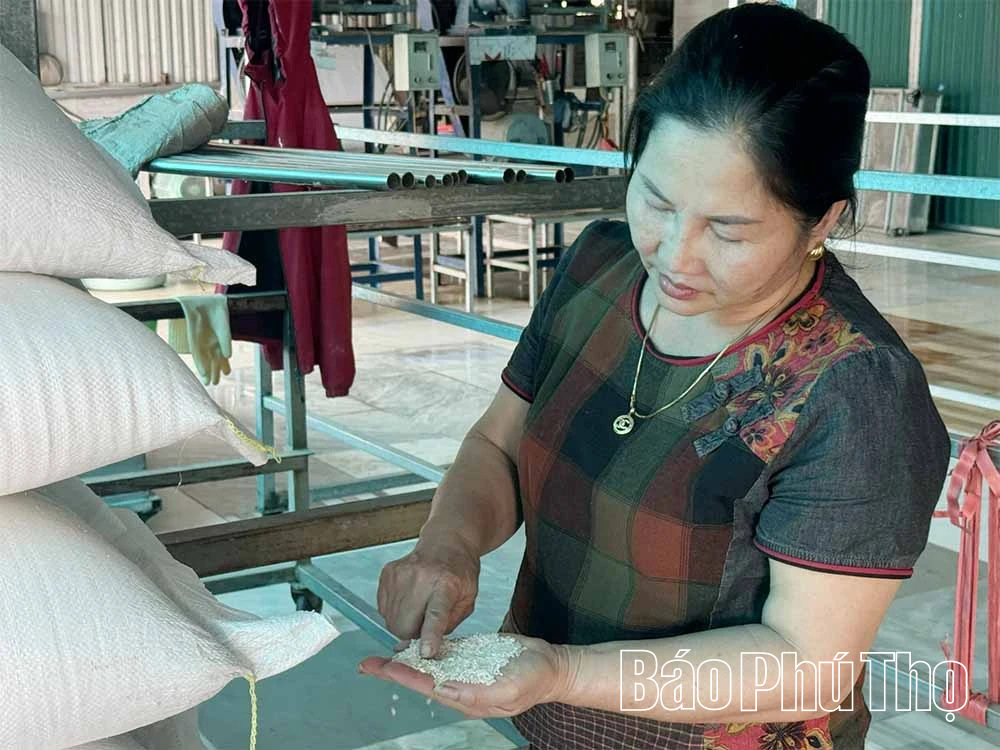 Giữ nghề làm mì gạo sạch ở Hoàng Xá