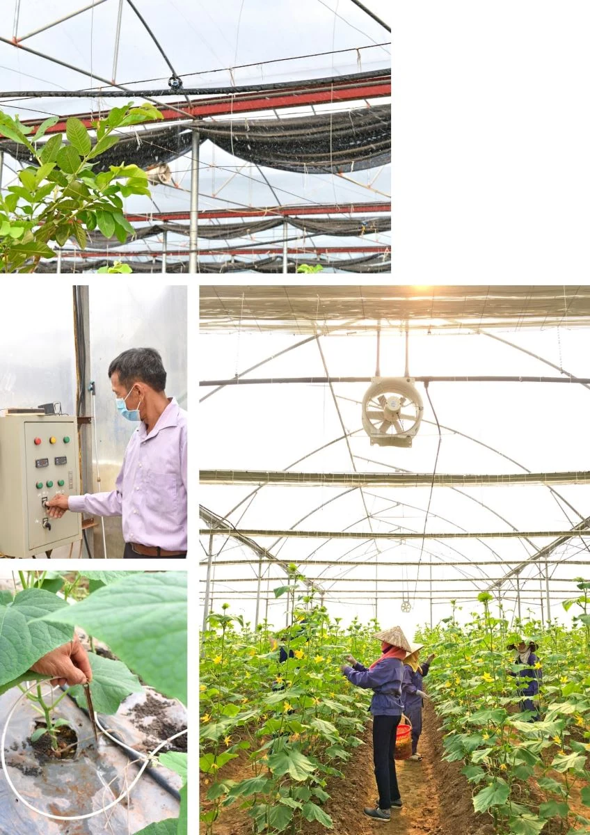 “Lão nông” tâm huyết với nông nghiệp sạch