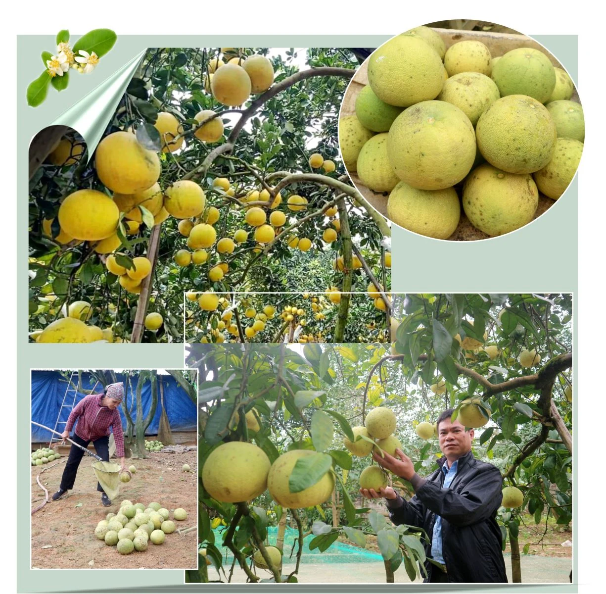 Phủ Đoan mùa hoa bưởi