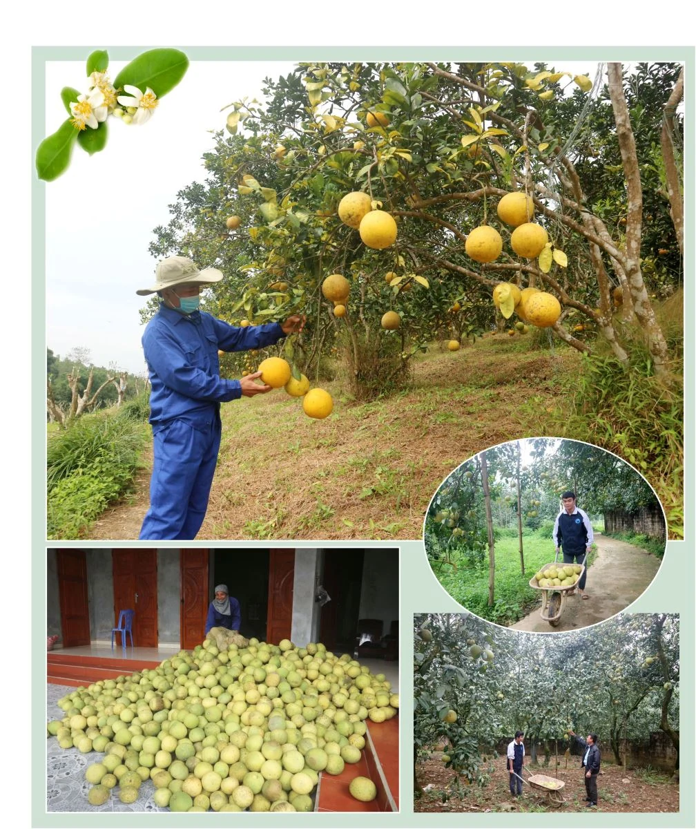 Phủ Đoan mùa hoa bưởi