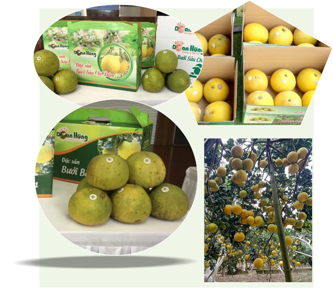 Phủ Đoan mùa hoa bưởi