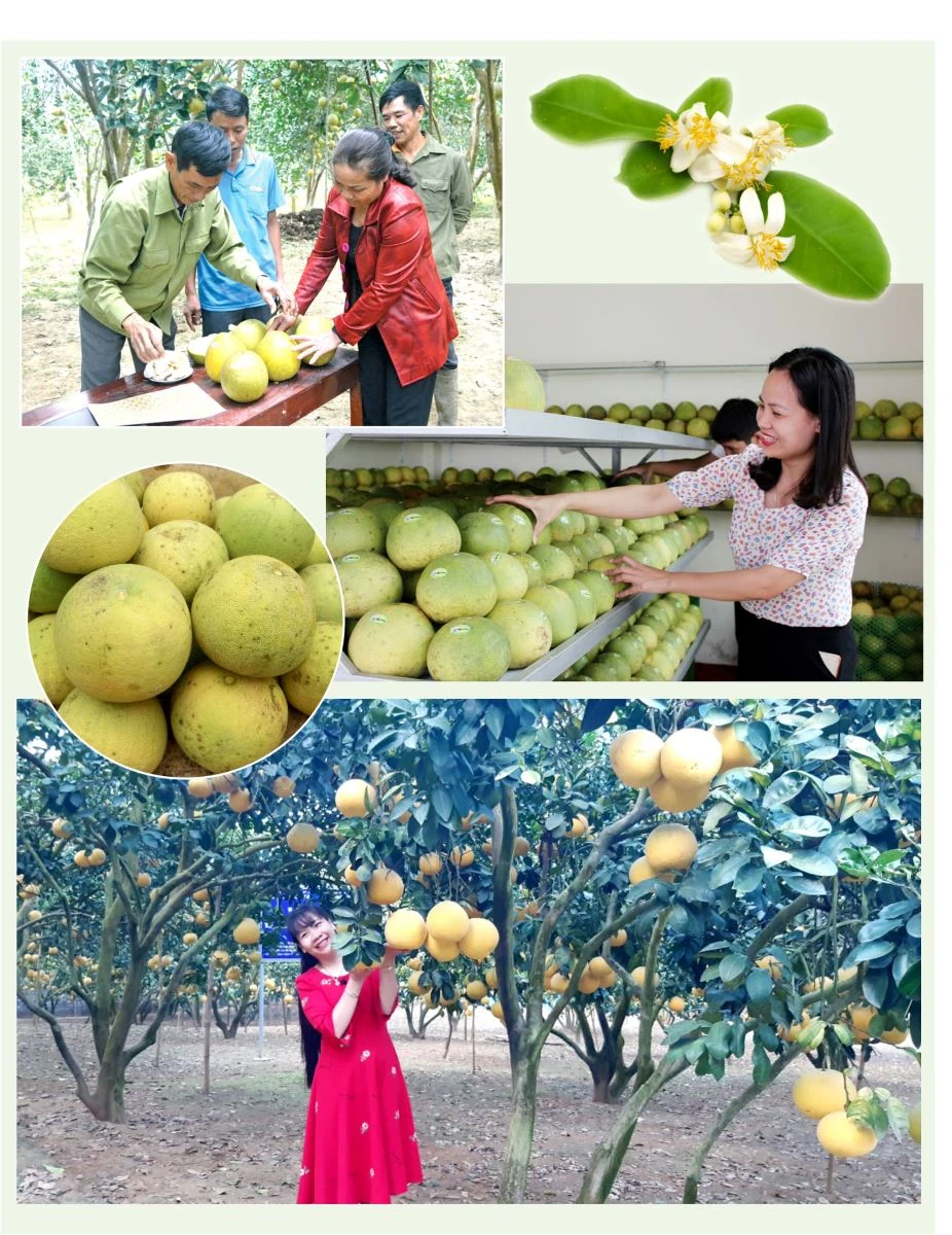 Phủ Đoan mùa hoa bưởi