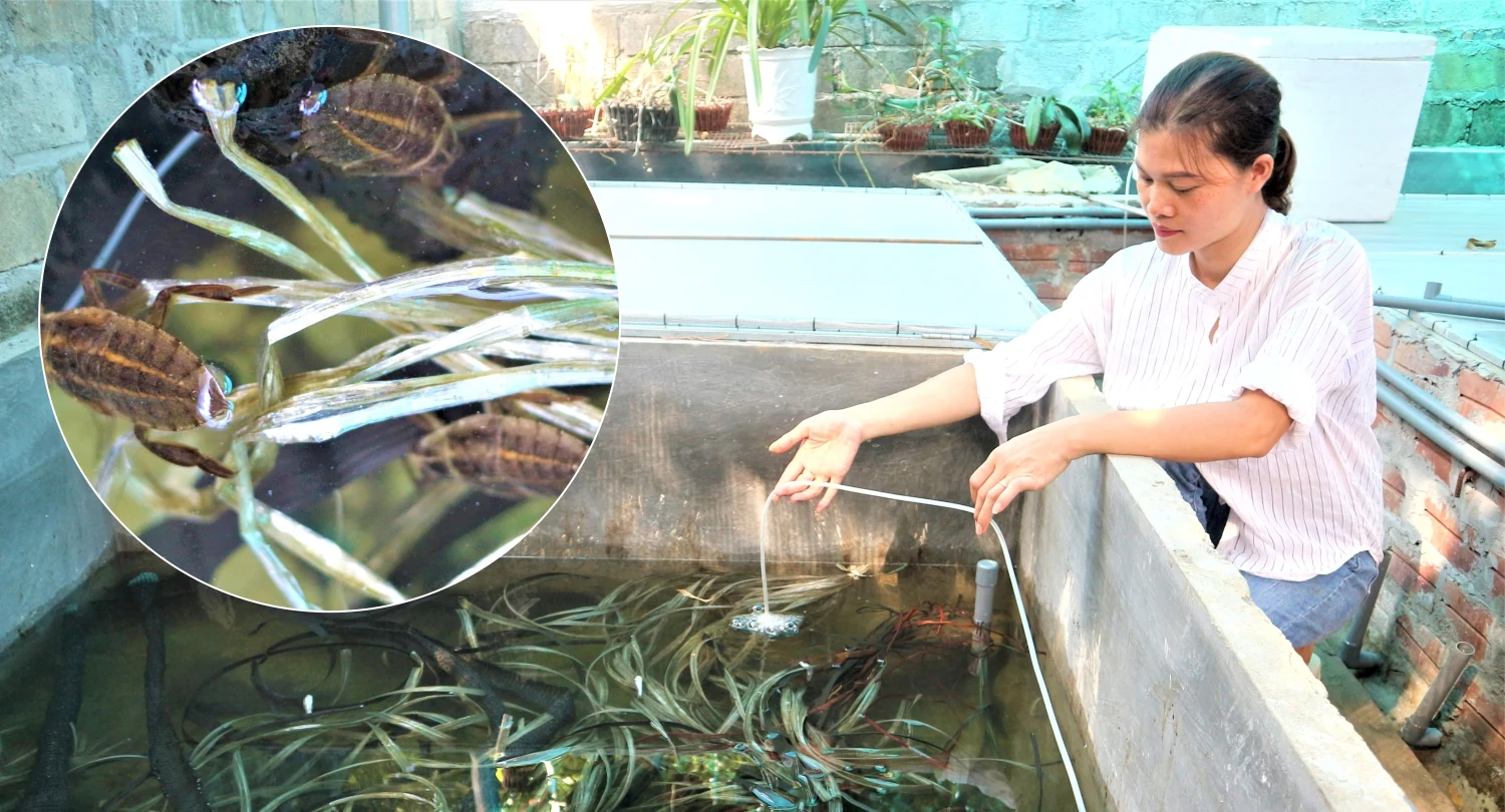 Độc lạ nghề nuôi côn trùng “hái vàng”