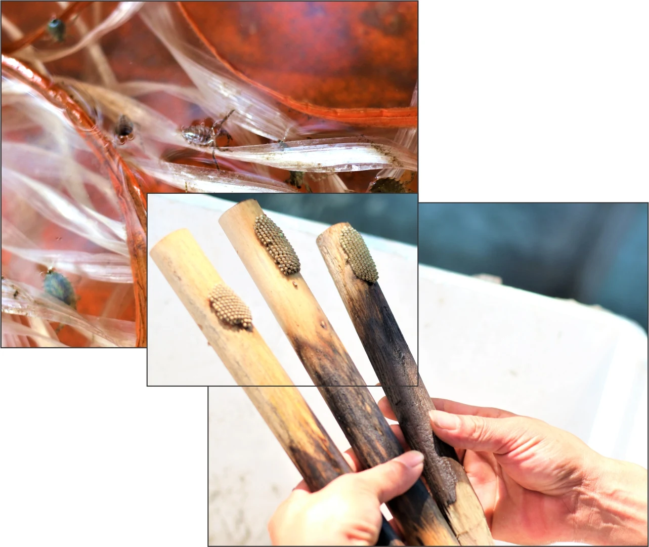 Độc lạ nghề nuôi côn trùng “hái vàng”