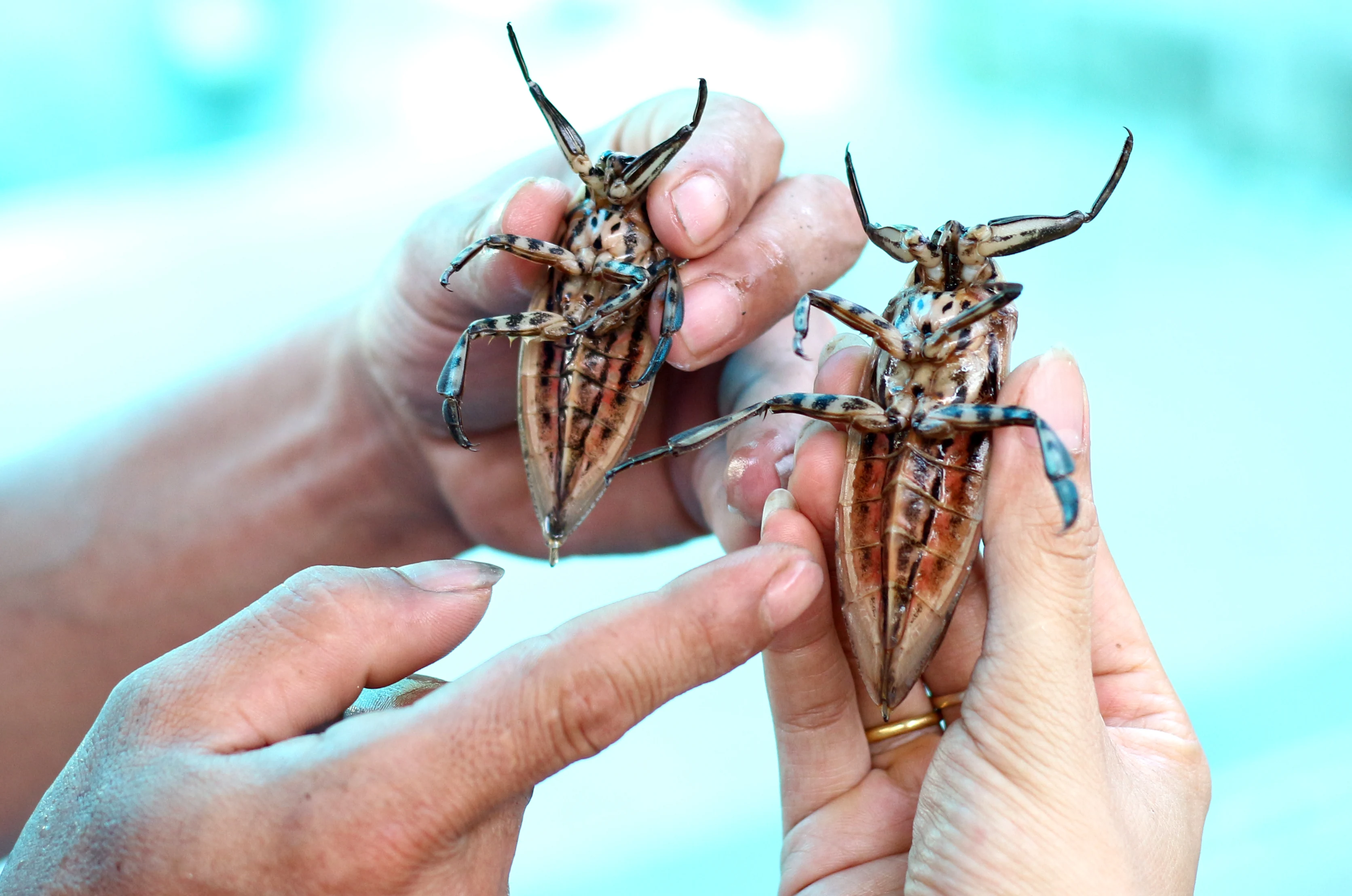 Độc lạ nghề nuôi côn trùng “hái vàng”