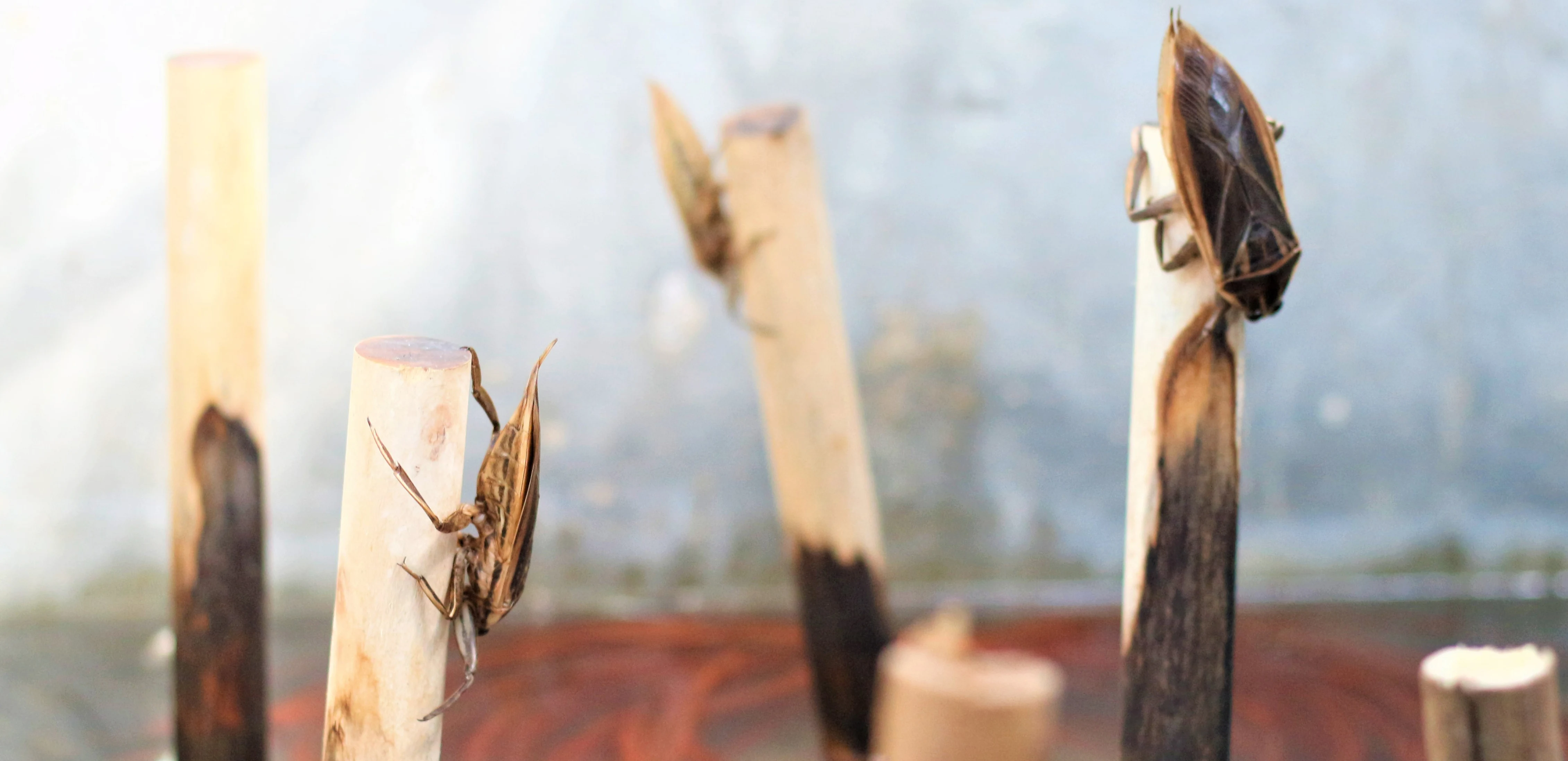 Độc lạ nghề nuôi côn trùng “hái vàng”