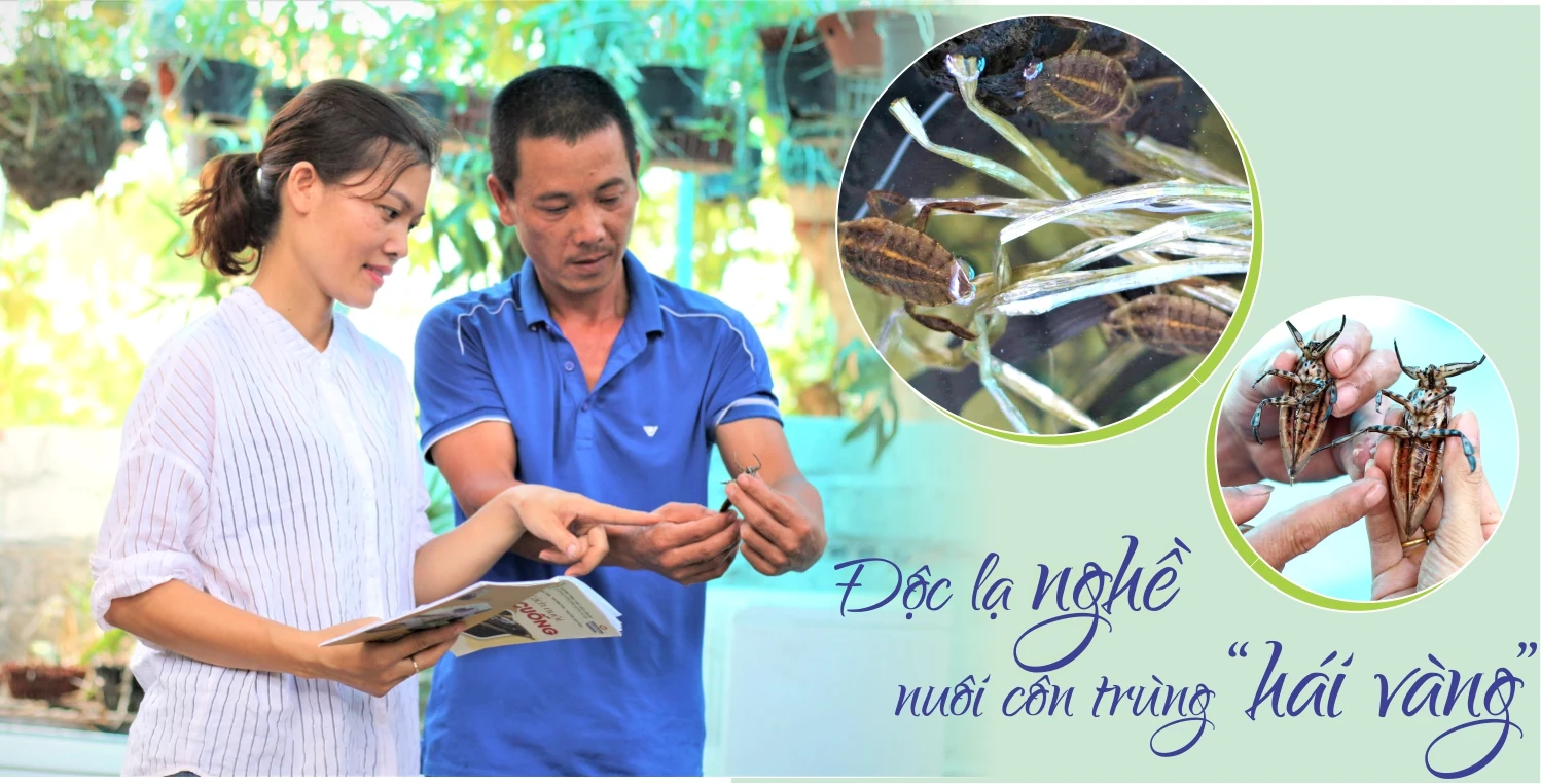 Độc lạ nghề nuôi côn trùng “hái vàng”