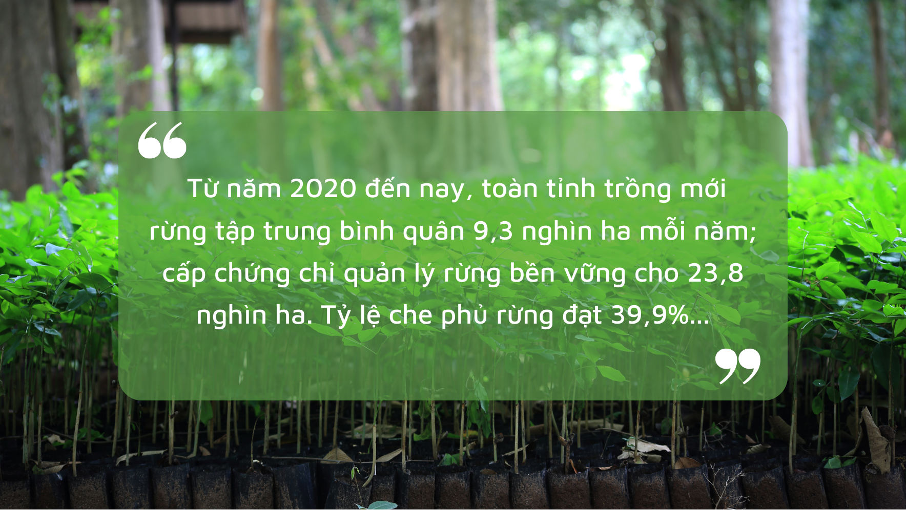 Kỳ II: Nghị quyết “Khoán” rừng