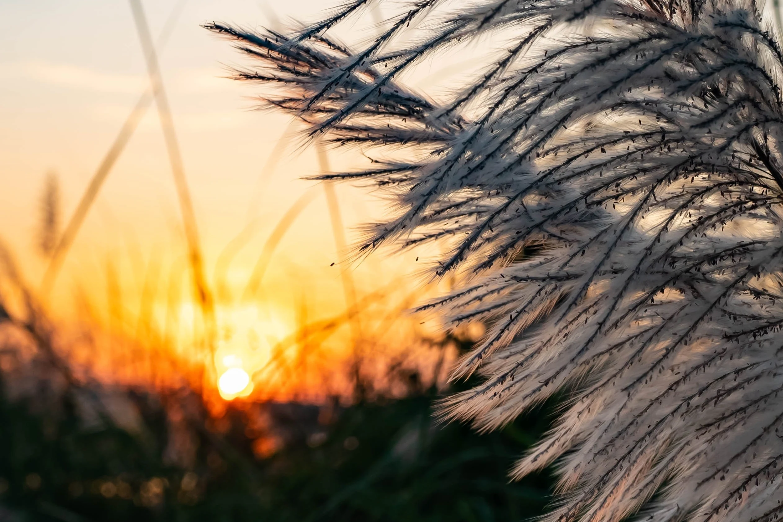 Mênh mang mùa lau trắng