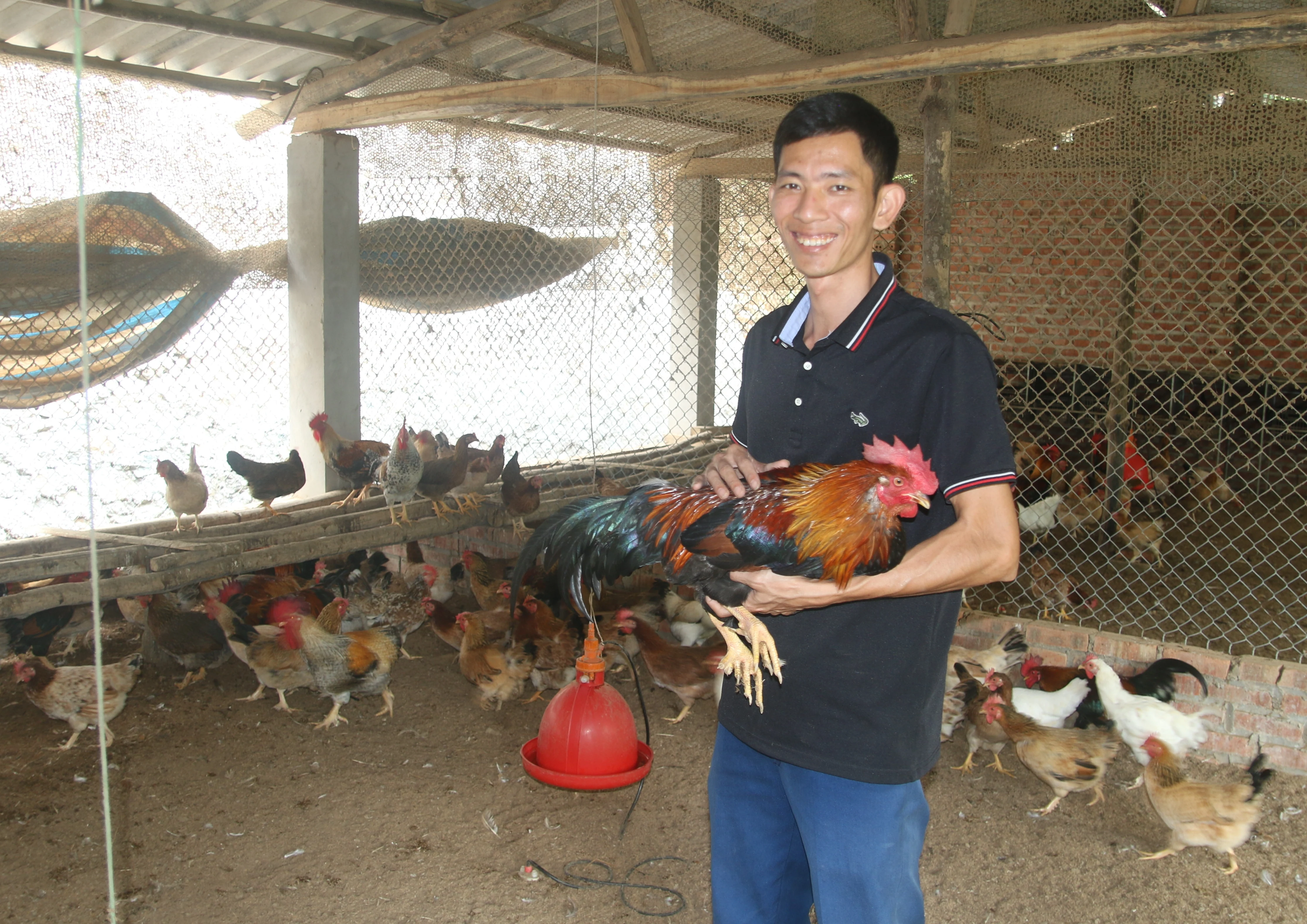 Bảo tồn, giữ gìn nguồn gen gà nhiều cựa Tân Sơn