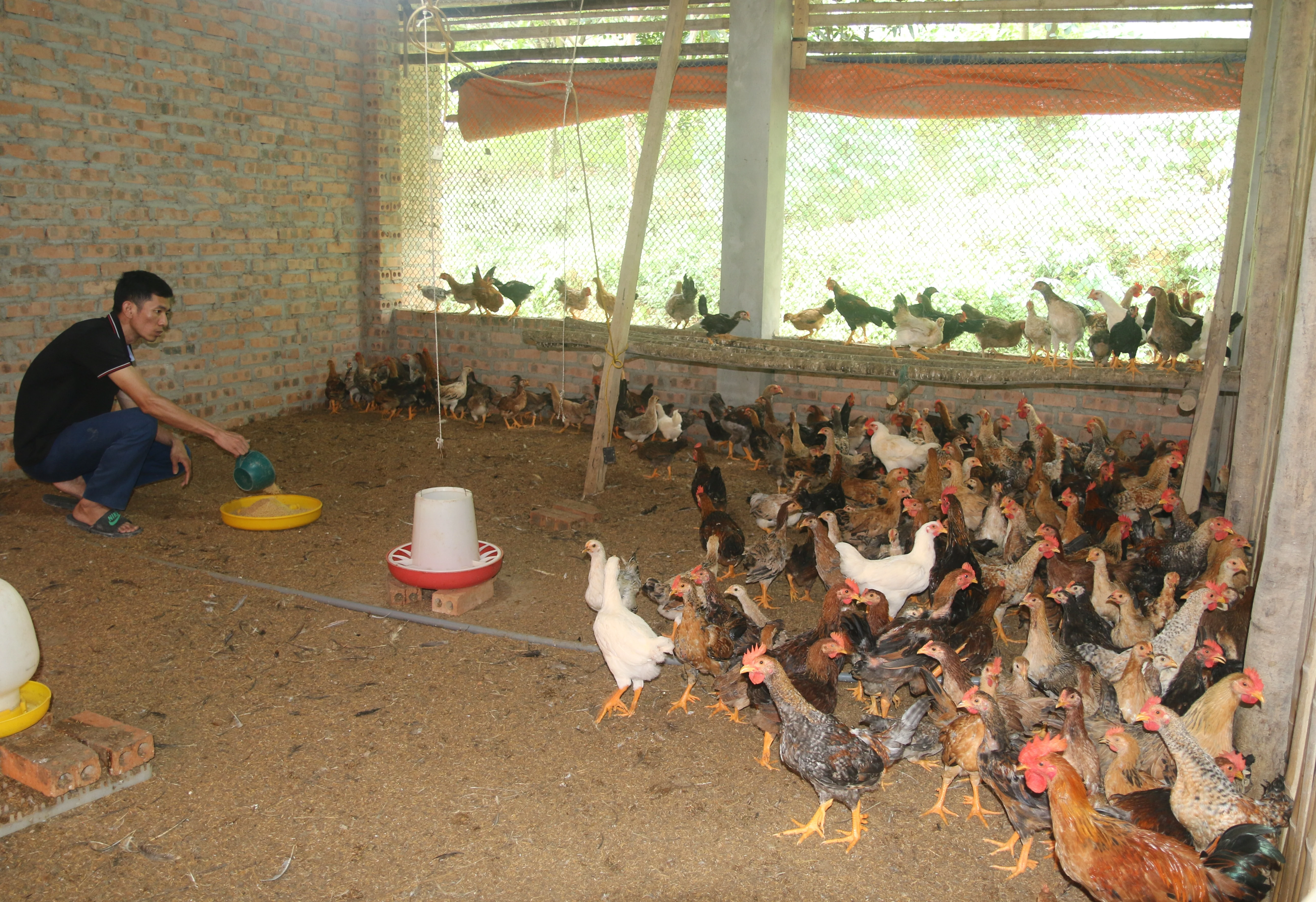 Bảo tồn, giữ gìn nguồn gen gà nhiều cựa Tân Sơn