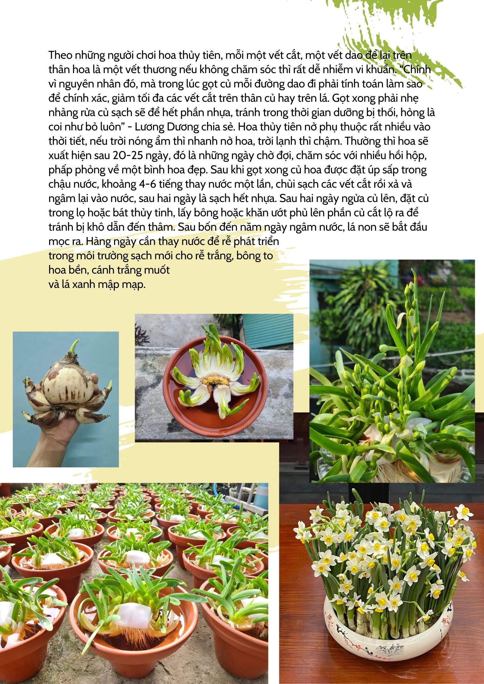 Xuân về bên đóa thủy tiên