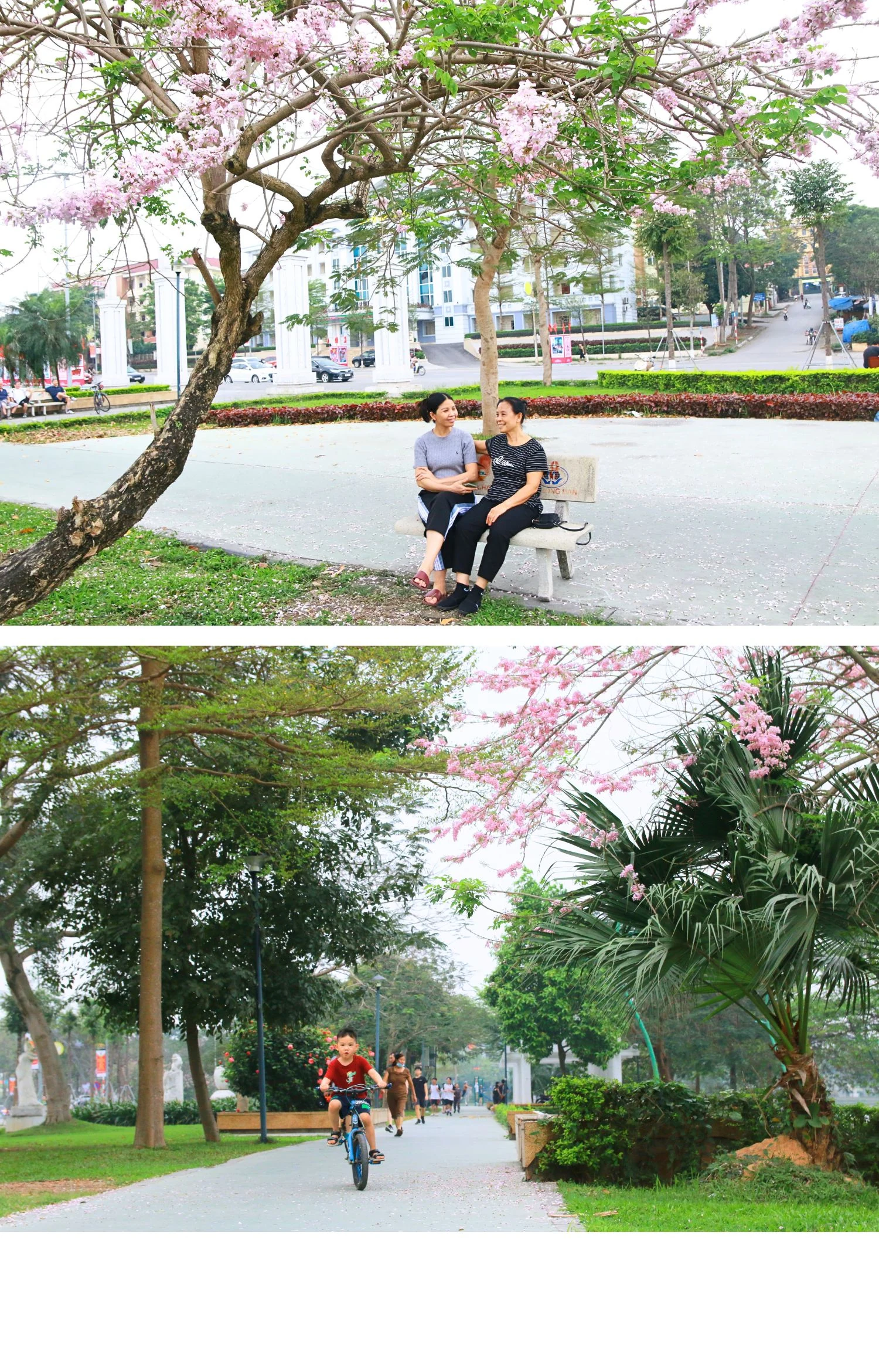 Sắc hồng Muồng hoa đào