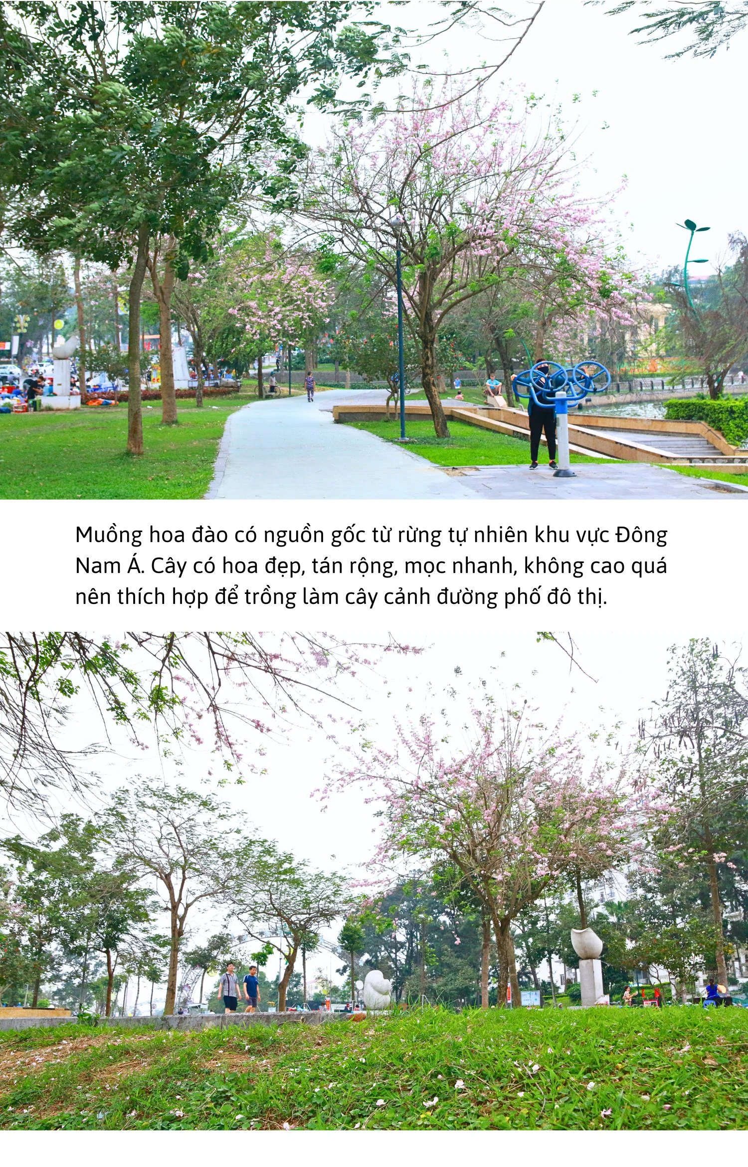 Sắc hồng Muồng hoa đào