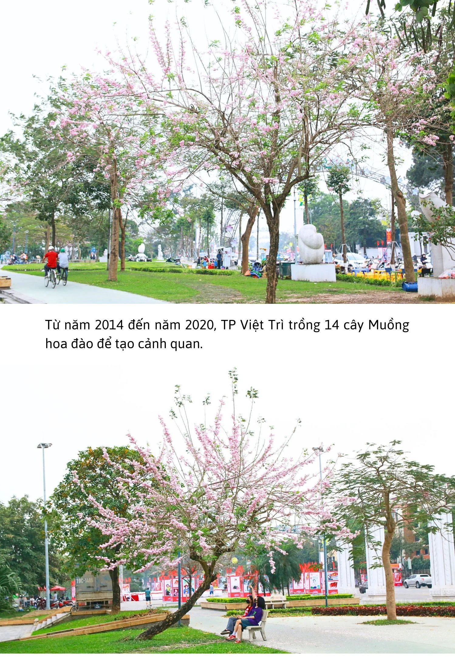 Sắc hồng Muồng hoa đào